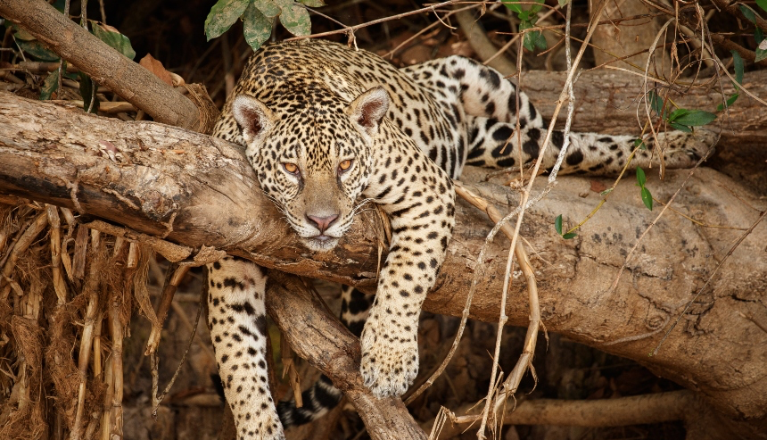 Onça-pintada descansando sobre um tronco na floresta amazônica